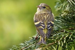 foraging cape canary bird