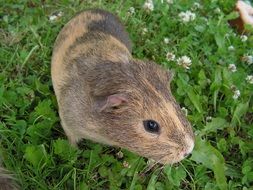 spotted guinea pig on a green meadow