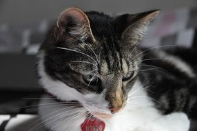 cute domestic cat with long mustache