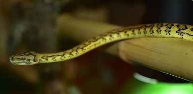 diamond python close-up on blurred background