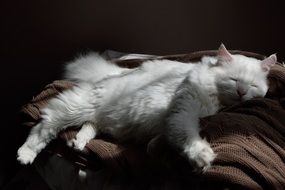 white cat sleeps on a brown plaid
