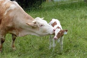 domestic cow kisses a calf