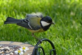 pretty Tit Bird