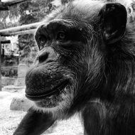 monkey in black and white background closeup