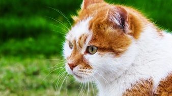 red white cat on a background of green grass