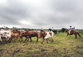 Cattle Drive Longhorn Cows