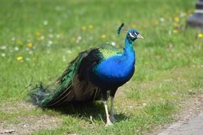 peacock on a spring meadow