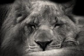 black and white photo of a sleeping lion