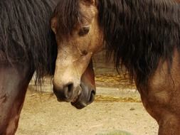 cute beautiful Horses