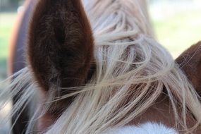 horse ears