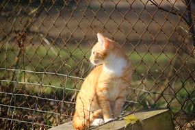 sitting outdoor young red cat