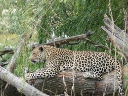 Beautiful and cute Leopard lying on fallen tree trunk
