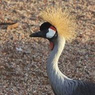 Birds colorful close Portrait
