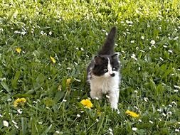 kitten in a meadow with flowers