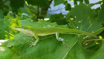 green anole on the leaf