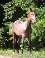 standing domestic horse