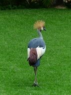 grey neck grey crowned crane on the green lawn
