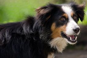 fluffy domestic dog