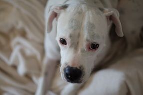 white dog close up