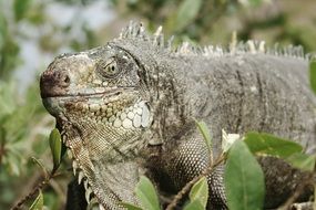 Iguana Animal smiling portrait