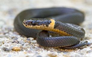 Ring-necked snake in wildlife