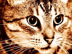 portrait of a domestic tabby cat