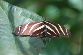 zebra longwing