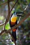 Toucan Bird close-up on a blurred background