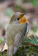 closeup photo of Cute colorful songbird in the garden