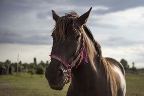 brown horse on a farm