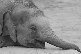 portrait of a lying baby elephant, black and white