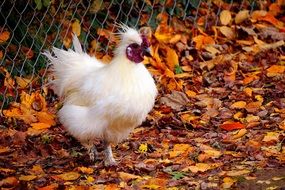 white chicken near the fence