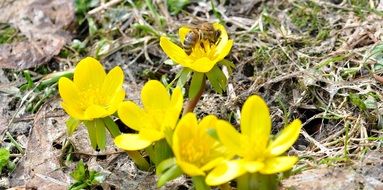 Bee on the winter linge