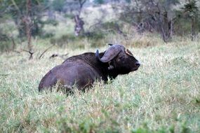 little bird on the head of a black buffalo