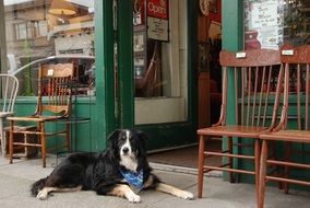 Big dog lying near the shop