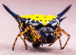 Yellow Spider Arachnid Close