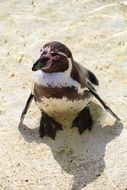 Humboldt Penguin in South America