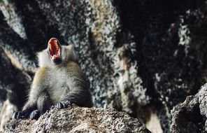Monkey with wide open Mouth on rock