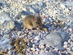 mouse in wildlife