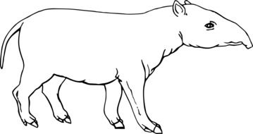 drawing of a tapir