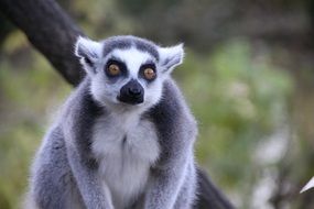lemur with brown eyes