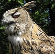 eagle-Owl, side view, head close up