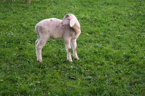 white Lamb on green Pasture