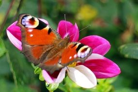 peacock butterfly on the pink flower