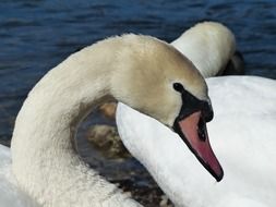 white beautiful sawn