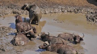 a herd of buffaloes bathes in a river