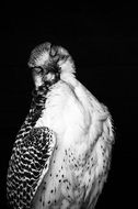 Falcon Plumage bird