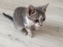 grey Kitten