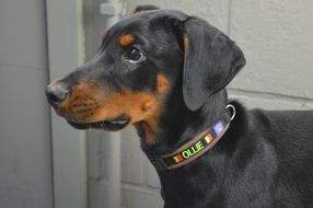 Close-up of the beautiful colorful doberman pinscher with a collar