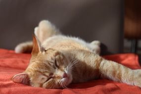 red cat sleeping on a red bedspread